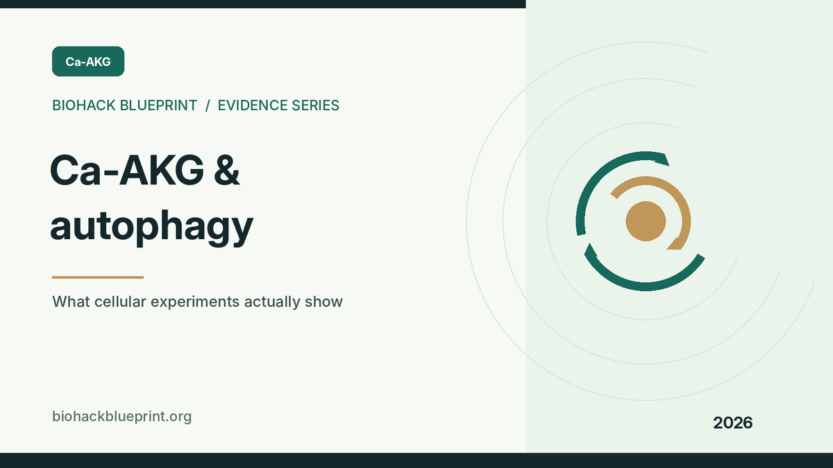 Ca-AKG and autophagy — evidence explainer with stylized circular cellular recycling illustration