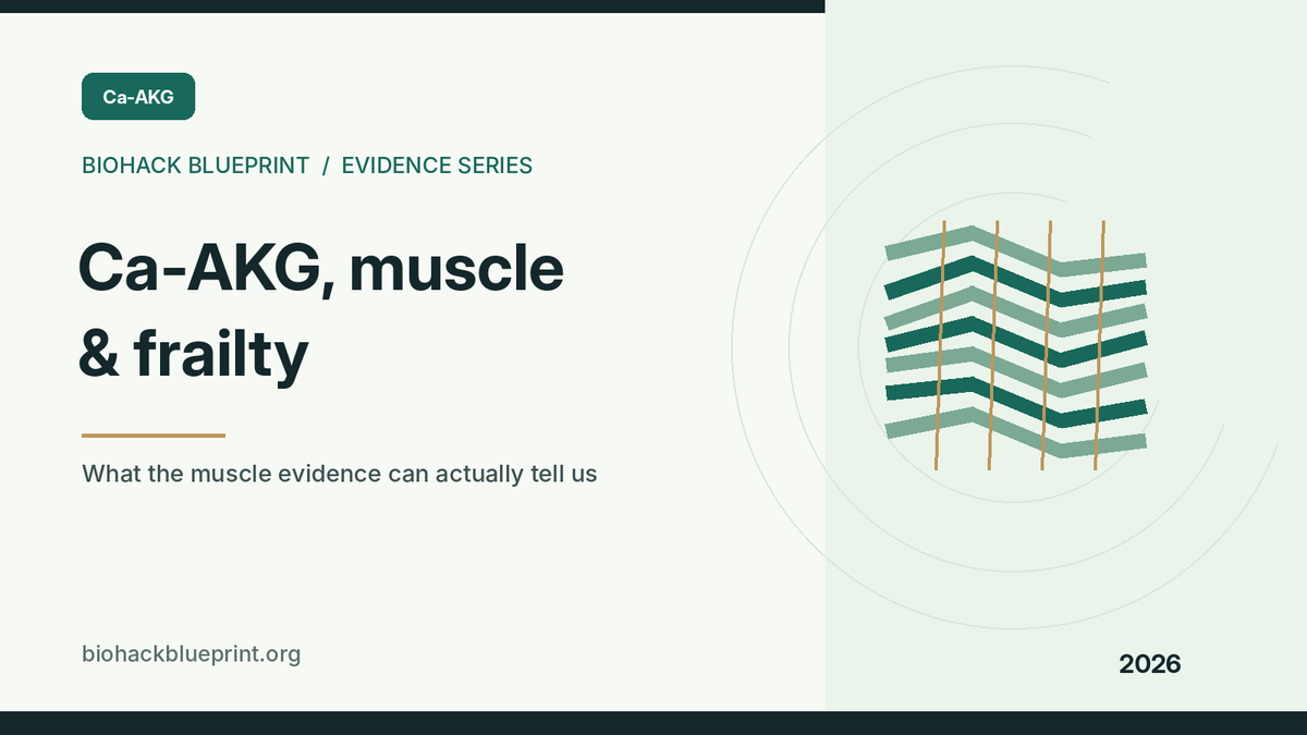 Ca-AKG, muscle and frailty — editorial illustration of muscle fibers