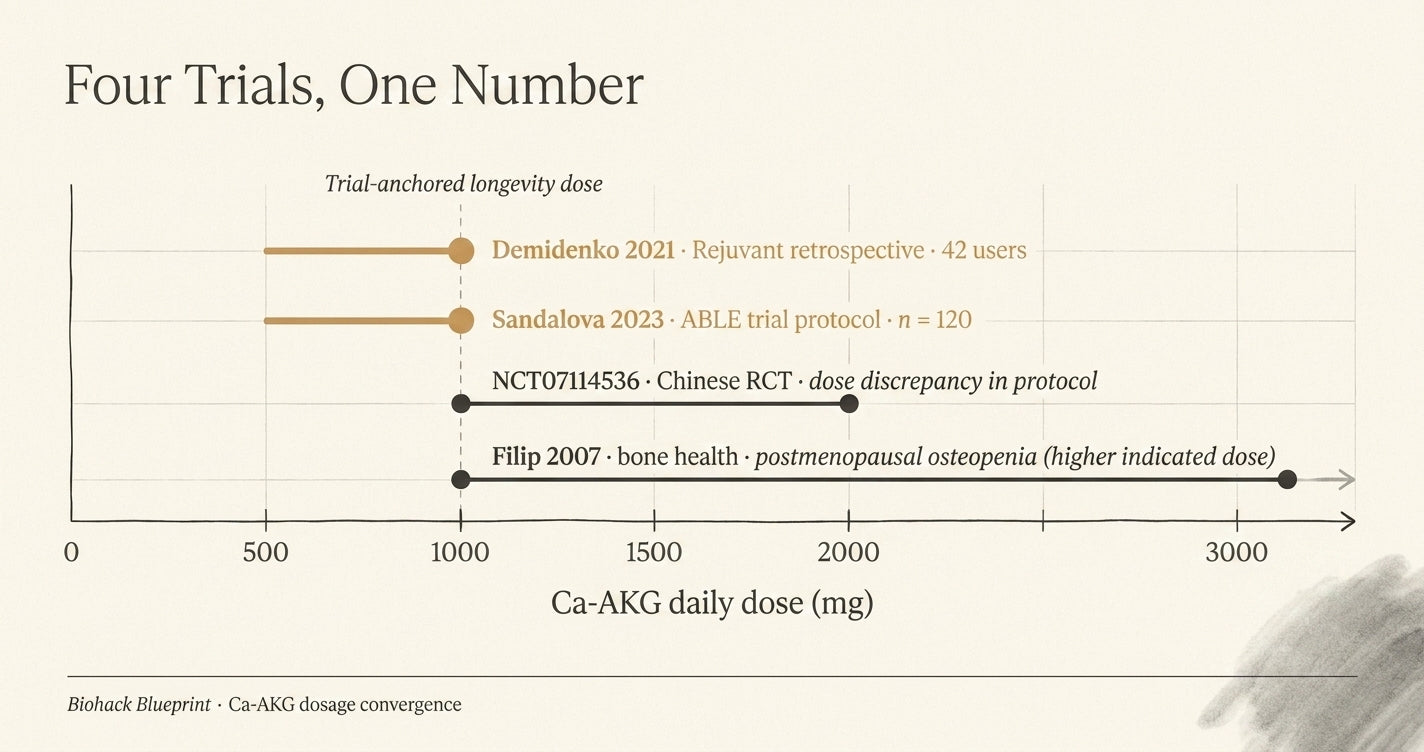 Dose convergence chart showing the four human Ca-AKG trials all cluster around 1000 mg per day — Biohack Blueprint dosage reference