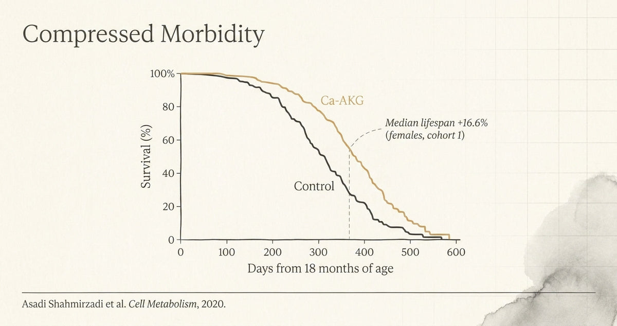 Ca-AKG vs control mouse survival curves from Shahmirzadi 2020 Cell Metabolism study — Biohack Blueprint research explainer