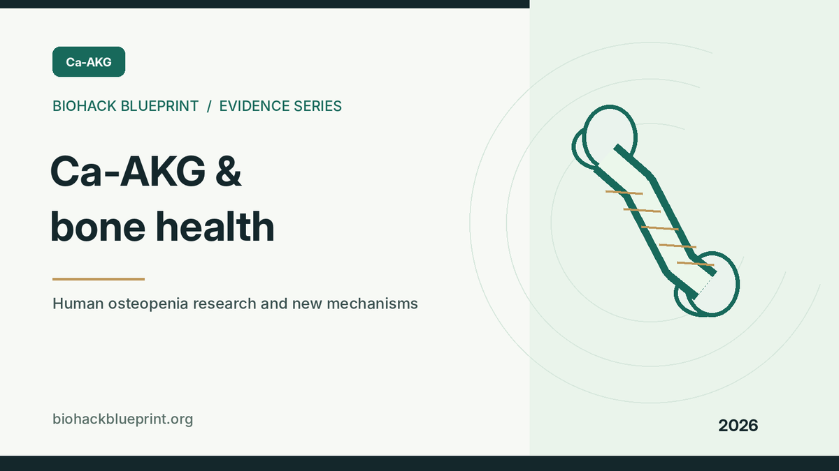 Ca-AKG and bone health — editorial bone illustration for the human and preclinical evidence