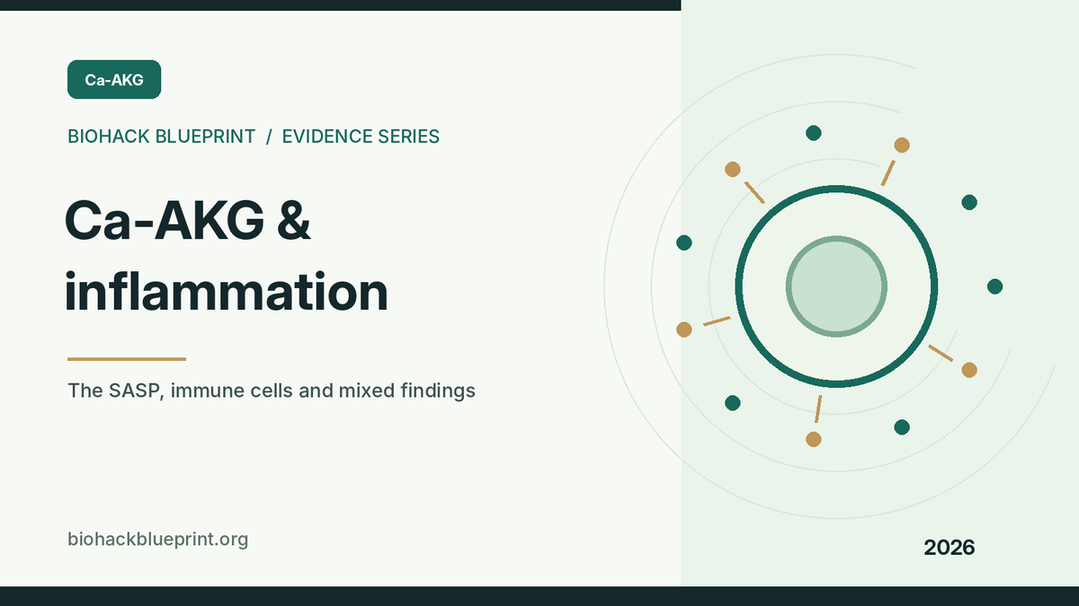 Ca-AKG and inflammation — editorial abstract cell illustration