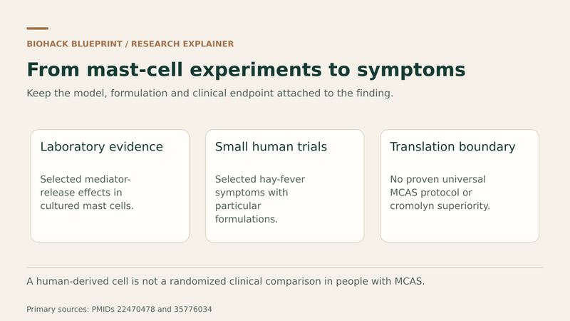 Laboratory mast-cell effects, small formulation-specific allergy trials, and the absence of a validated universal MCAS protocol shown as separate evidence categories