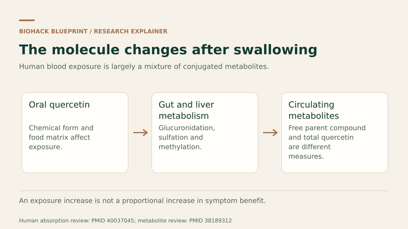 Oral quercetin undergoes gut and liver conjugation, producing circulating metabolites; exposure does not establish proportional clinical benefits