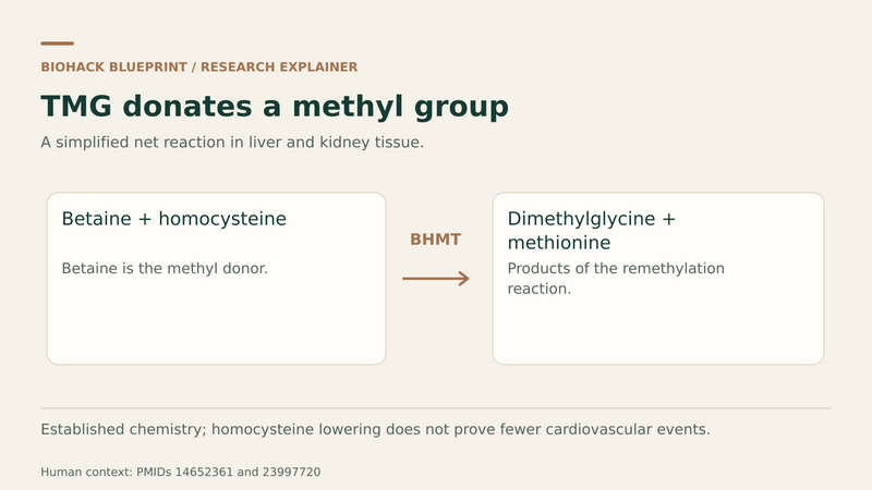BHMT uses betaine and homocysteine to form dimethylglycine and methionine; clinical outcomes require separate evidence