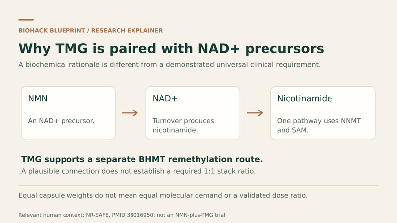 NMN to NAD+ to nicotinamide pathway, with a separate TMG remethylation note and no validated universal dose ratio